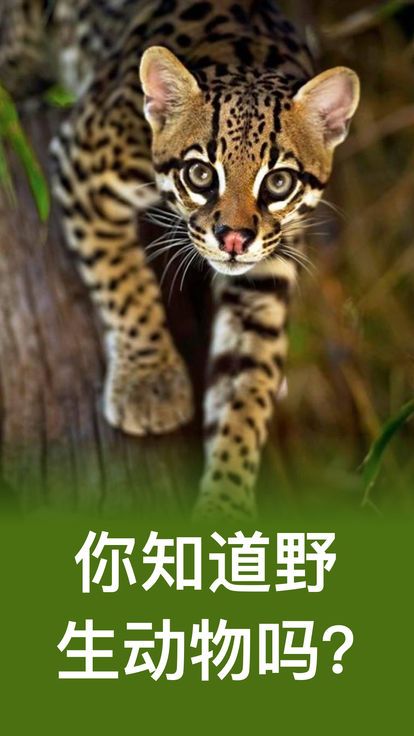 动物学测验游戏
