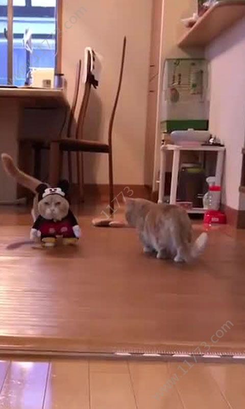 火秀视频助手app