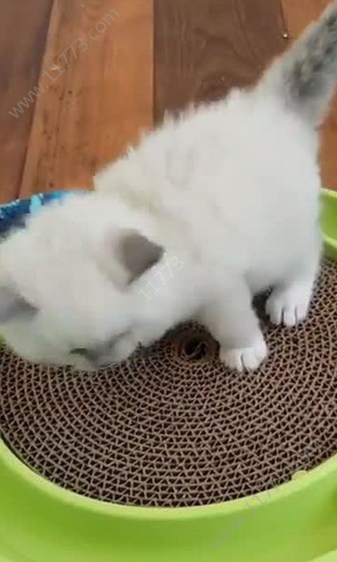 火秀视频助手app