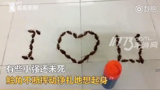 越南男子用蟑螂告白遭拒 网友：注孤生![多图]图片3